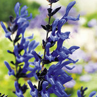 Salvia Plant - Black and Blue