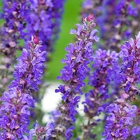 Salvia Plant - Blue Bouquetta