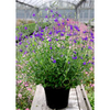 Salvia Plant - Blue Note