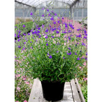 Salvia Plant - Blue Note