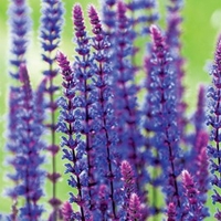 Salvia Plant - Caradonna