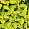 Salvia Plant - Golden Delicious