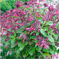 Salvia Plant - Love and Wishes