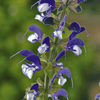 Salvia Plant - Madelaine