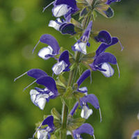 Salvia Plant - Madelaine