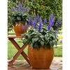 Salvia Plant - Mysty