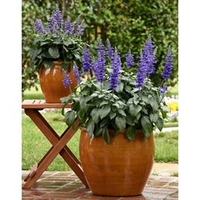 Salvia Plant - Mysty