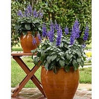 Salvia Plant - Mysty