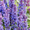 Salvia Plant - New Dimensions Blue