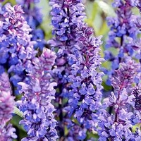 Salvia Plant - New Dimensions Mix