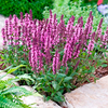 Salvia Plant - New Dimensions Rose