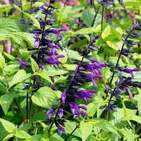 Salvia Plant - Purple and Bloom