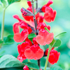 Salvia Plant - Royal Bumble
