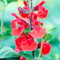 Salvia Plant - Royal Bumble
