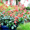 Salvia Plant - x hybrida Embers Wish
