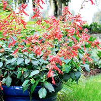 Salvia Plant - x hybrida Embers Wish
