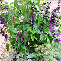 Salvia Plant - x hybrida x Amistad