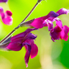 Salvia Plant - x jamensis Nachtvlinder