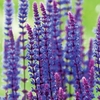 Salvia Plant - x nemerosa Caradonna