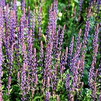 Salvia Plant - x Nemerosa Caradonna