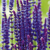 Salvia Plant - x nemerosa Cardonna