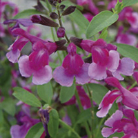 Salvia Plants - Icing Sugar