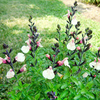 Salvia Plants - microphylla Autumn Moon