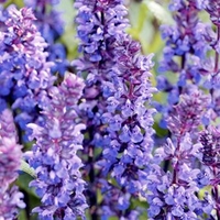 Salvia Plants - New Dimensions Mix