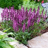 Salvia Plants - New Dimensions Mix