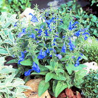 Salvia Plants - Patio Sky Blue