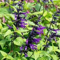 Salvia Plants - Purple and Bloom
