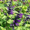 Salvia Plants - Purple and Bloom