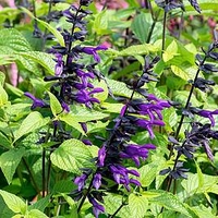 Salvia Plants - Purple and Bloom