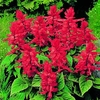 Salvia Plants - Vista Red