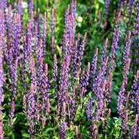Salvia Plants - x Nemerosa Caradonna