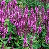 Salvia Rose Marvel