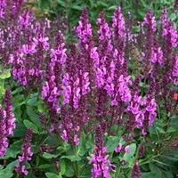 Salvia Rose Marvel Plants