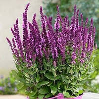 Salvia Sensation Plant - Bright Rose