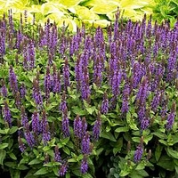 Salvia Sensation Plant - Deep Blue