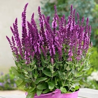 Salvia Sensation Plants - Bright Rose