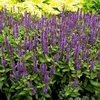 Salvia Sensation Plants - Deep Blue