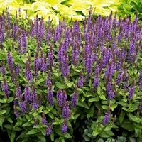 Salvia Sensation Plants - Deep Blue