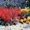 Salvia splendens Seeds - Firecracker
