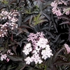 Sambucas nigra Plant - Black Beauty