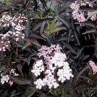 Sambucas nigra Plant - Black Beauty