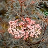 Sambucas nigra Plant - Black Lace