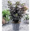 Sambucas nigra Plant - Black Tower