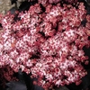 Sambucas nigra Plant - Black Tower