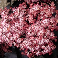 Sambucas nigra Plant - Black Tower