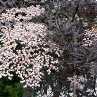 Sambucus nig. Plant - Black Lace